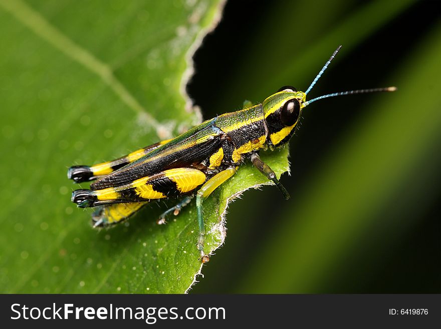 Macro of a colorful grasshopper sitting on leaf.