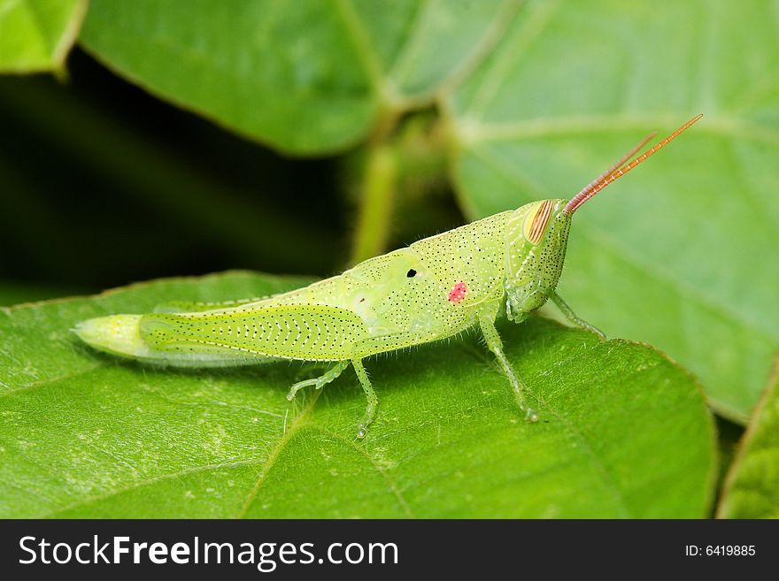 Macro of a green grasshopper sitting on leaf.