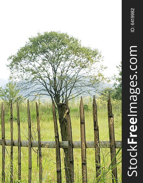 Tree with fencing