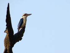 Collared Kingfisher Royalty Free Stock Photos