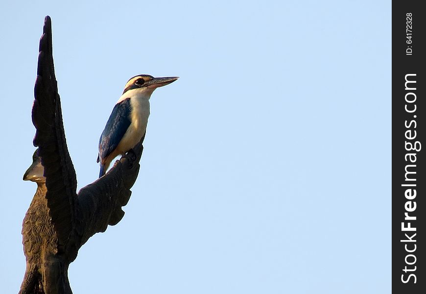 A collared kingfisher (Todiramphus Chloris) perching on a metal eagle, Andaman and Nicobar Islands, India, Asia. Its also known as White-collared Kingfisher or Mangrove Kingfisher.