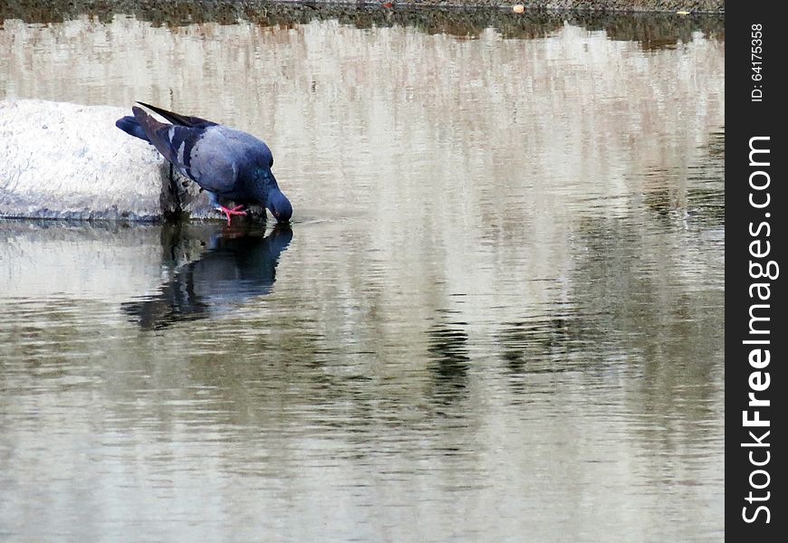 A pigeon sitting on a stone and drinking water. A pigeon sitting on a stone and drinking water.