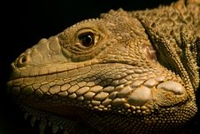 Iguana Royalty Free Stock Photo