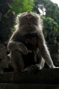 Monkey Of The Monkey Forest Temple Stock Image