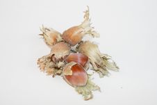 Hazel Nut Stock Photo Hazel Nut Stock Photo