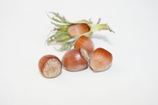 Hazel Nut Royalty Free Stock Photography Hazel Nut Royalty Free Stock Photography