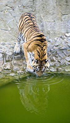 Amur Tiger 9 Stock Photo