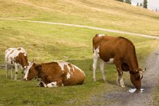 Three Cow Stock Photos