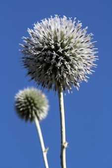 Free Thistle Royalty Free Stock Images - 6427129