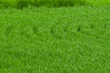 Growing For Harvest Time Royalty Free Stock Photos Growing For Harvest Time Royalty Free Stock Photos