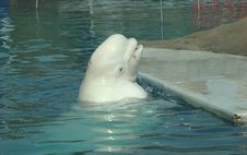 White Whale Delphinapterus Leucas Royalty Free Stock Photos