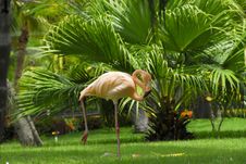 Flamingo In The Garden Royalty Free Stock Photo Flamingo In The Garden Royalty Free Stock Photo