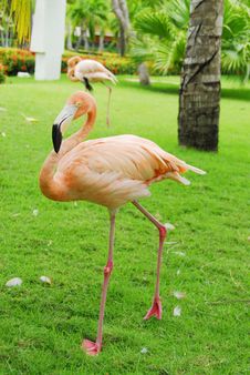 Pink Flamingos Royalty Free Stock Photo Pink Flamingos Royalty Free Stock Photo