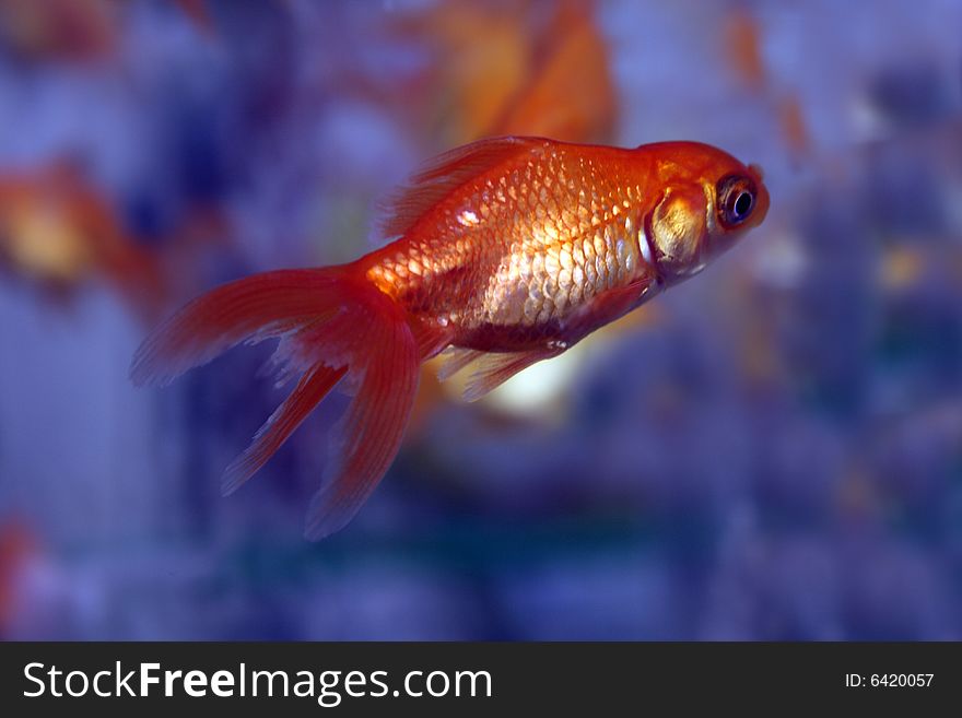 Gold fishes in aquarium. Gold fish concept