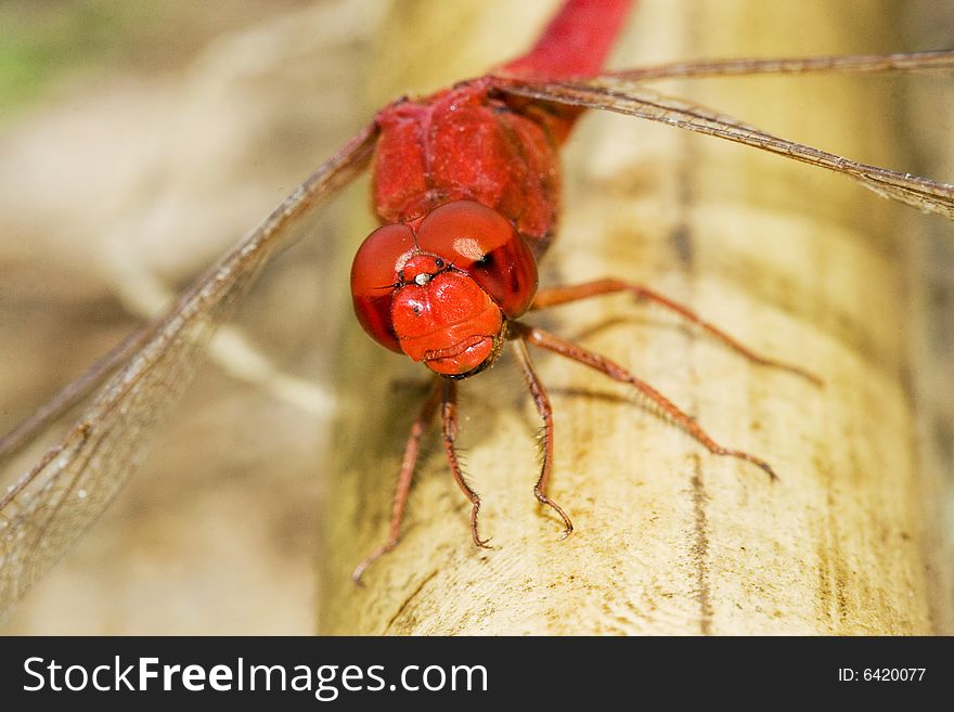 The dragonfly on a plant .waiting for the food .