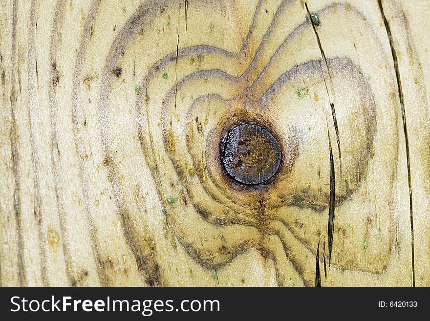 Cross-section of an ironwood. Cross-section of an ironwood.