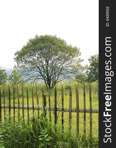 Tree with fencing