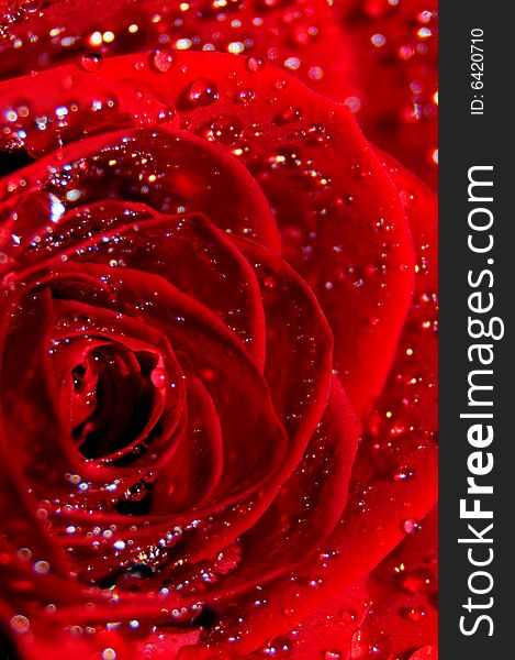 Close up photo of a red rose splashed with water