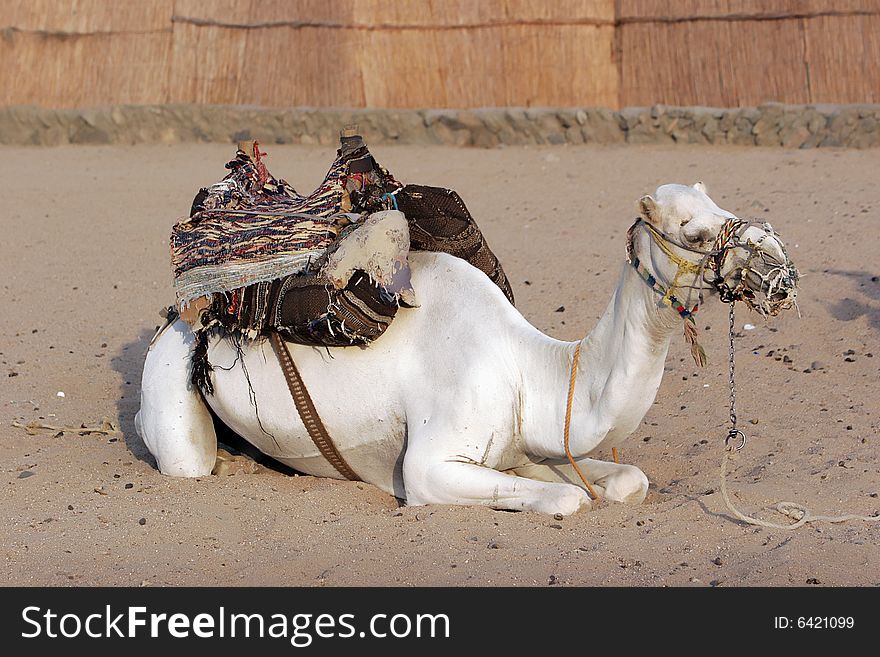Camel lie up on the desert sand