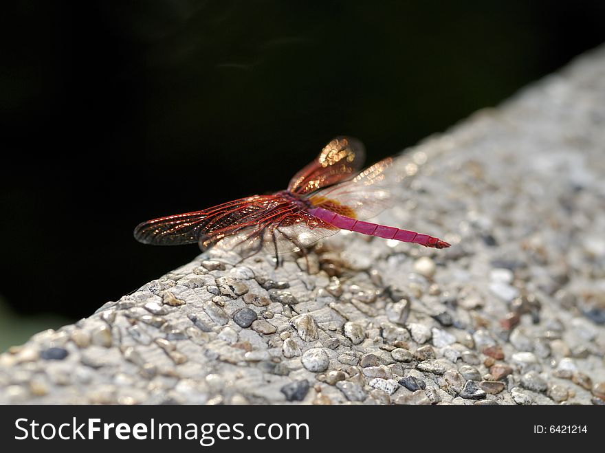 Red Dragonfly resting with glittering wings