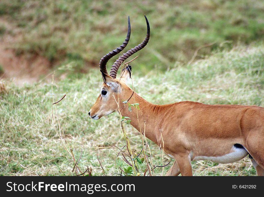 A male antelope, Tsavo National Park, Kenya