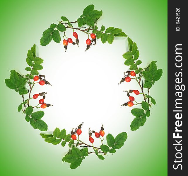 The wreath forms an original photoframework of a dogrose. The wreath forms an original photoframework of a dogrose