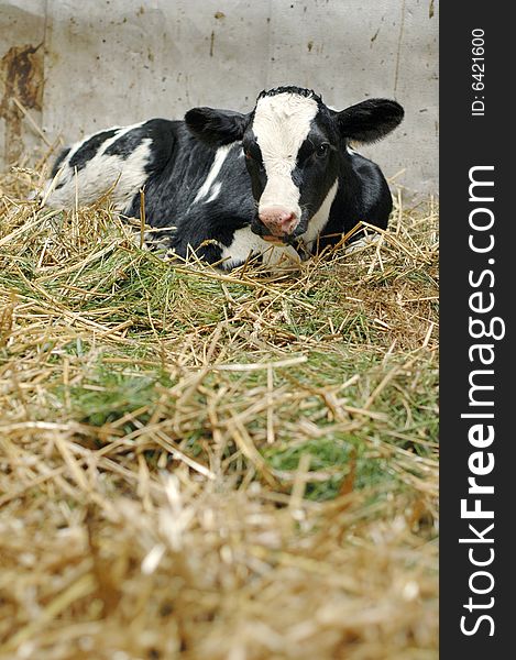One day old calf lying in the hay of a stable, portait orientation. One day old calf lying in the hay of a stable, portait orientation
