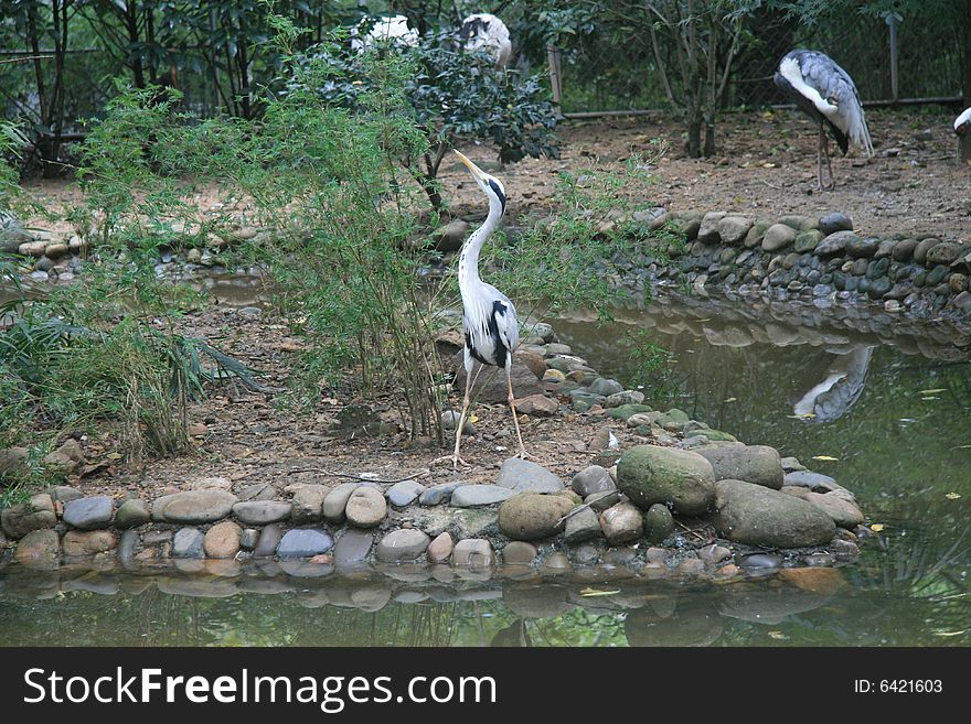 Heron for large birds, build large, physical markings change with the seasons, the importance of the cage to watch birds. Heron for large birds, build large, physical markings change with the seasons, the importance of the cage to watch birds.