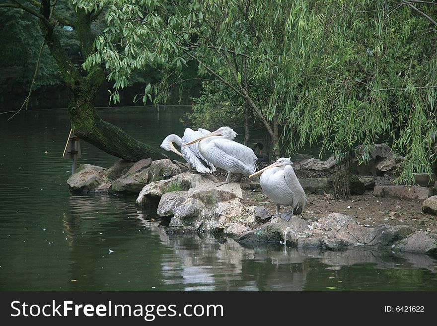 China S Hangzhou Zoo_Pelicans