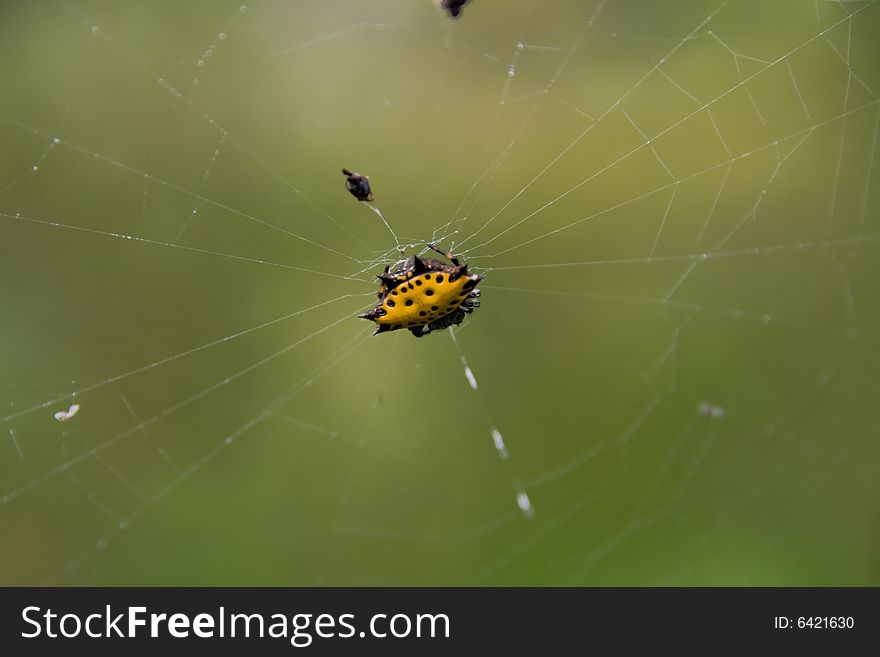 A rare and colorful Papuan jungle spider (Gasteracantha). A rare and colorful Papuan jungle spider (Gasteracantha)