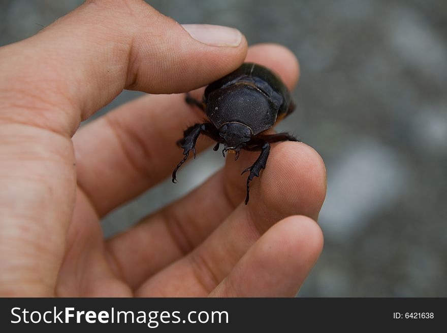 Cought a black beetle in the tropical rainforrest. Cought a black beetle in the tropical rainforrest