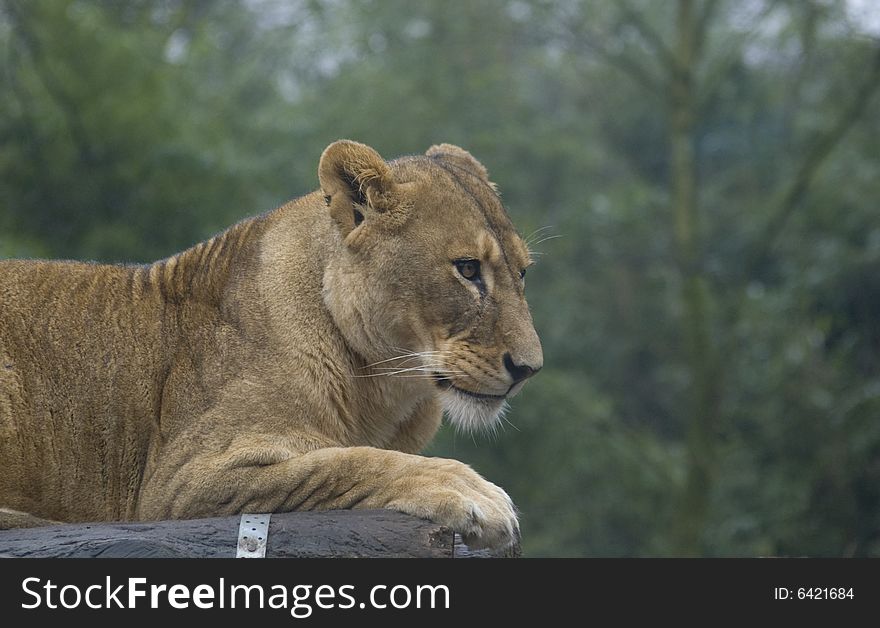 Female female lions waiting for food in a zoo. Female female lions waiting for food in a zoo