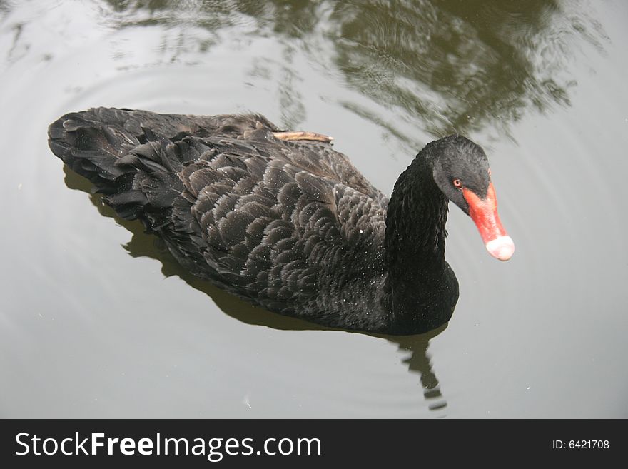 Black Swan in Australia and New Zealand, it is Australia's animal protection. Black Swan in Australia and New Zealand, it is Australia's animal protection.