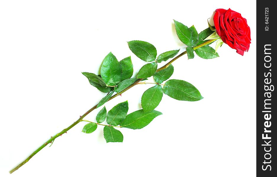 Beautiful red rose on a white background