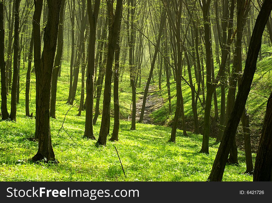 Early morning sun in the forest