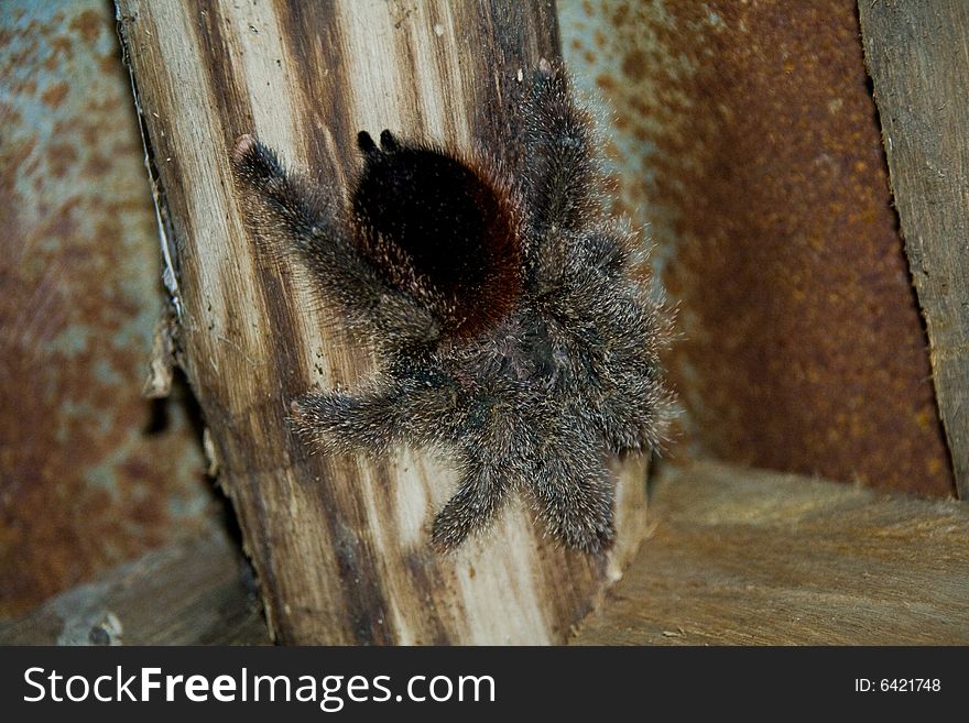 A hairy tarantula on wood in a jungle hut. A hairy tarantula on wood in a jungle hut