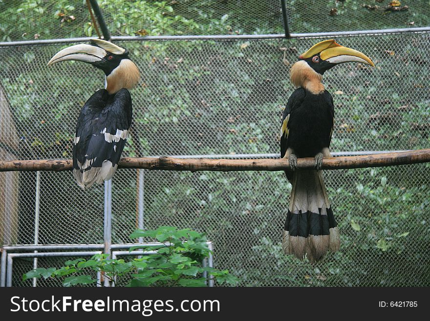 Hornbill is a unique and valuable large birds, is a typical tropical forest birds. Hornbill is a unique and valuable large birds, is a typical tropical forest birds.