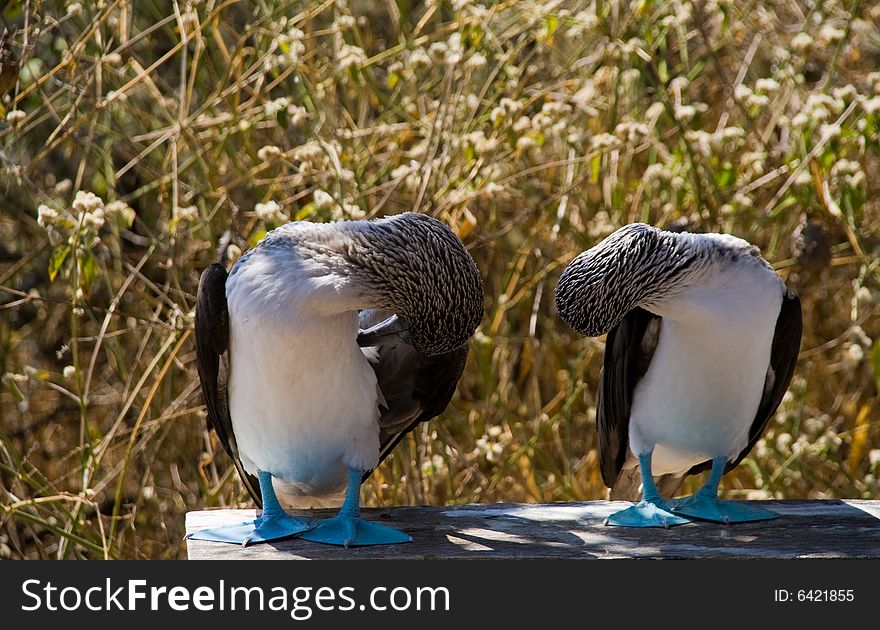 Wild blue-footed boobies on the galapagos islands. Wild blue-footed boobies on the galapagos islands
