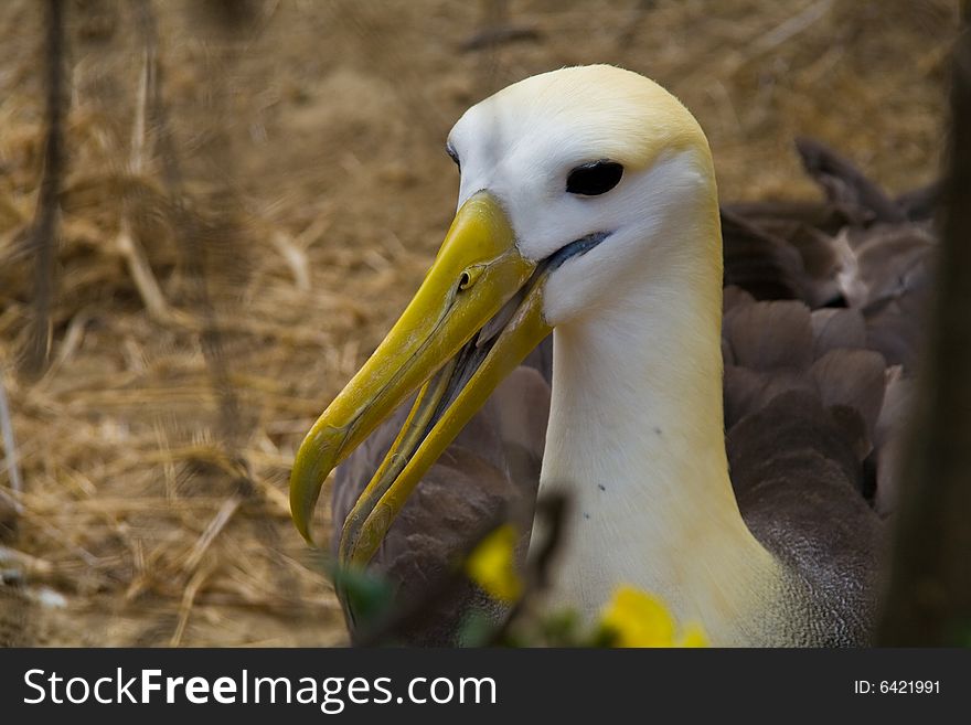 Breeding albatross on the galapagos islands. Breeding albatross on the galapagos islands