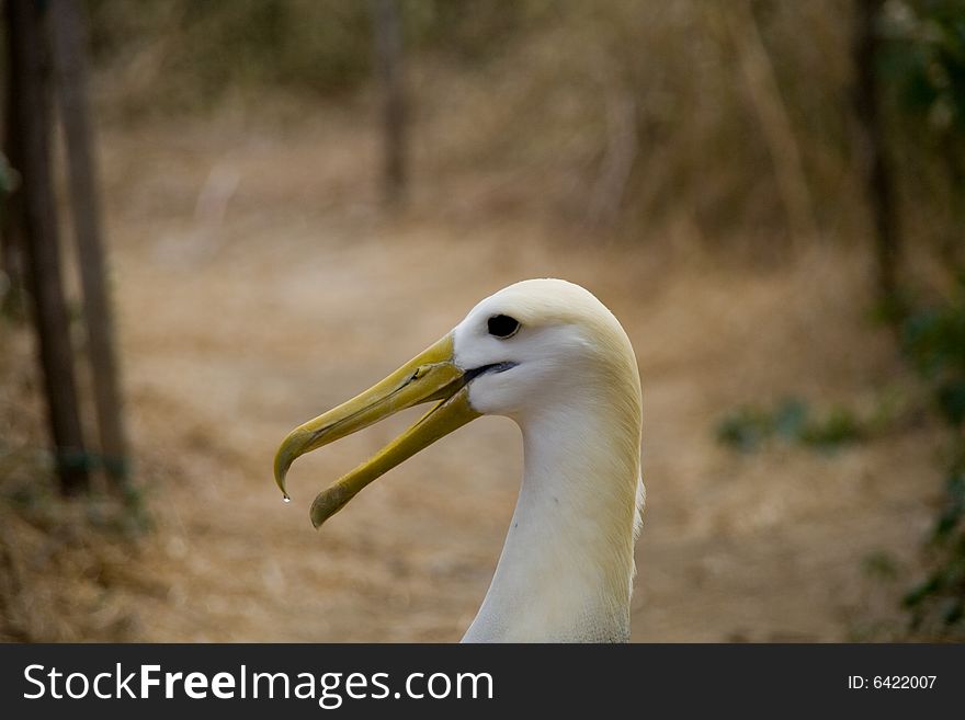 Close up of an endangered and breeding albatross. Close up of an endangered and breeding albatross