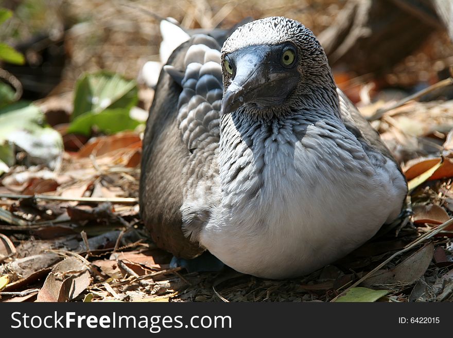 Close up of a blue footed boobie in the wild. Close up of a blue footed boobie in the wild