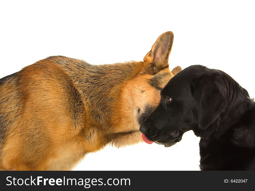 German shepherd kissing Labrador isolated on white. German shepherd kissing Labrador isolated on white