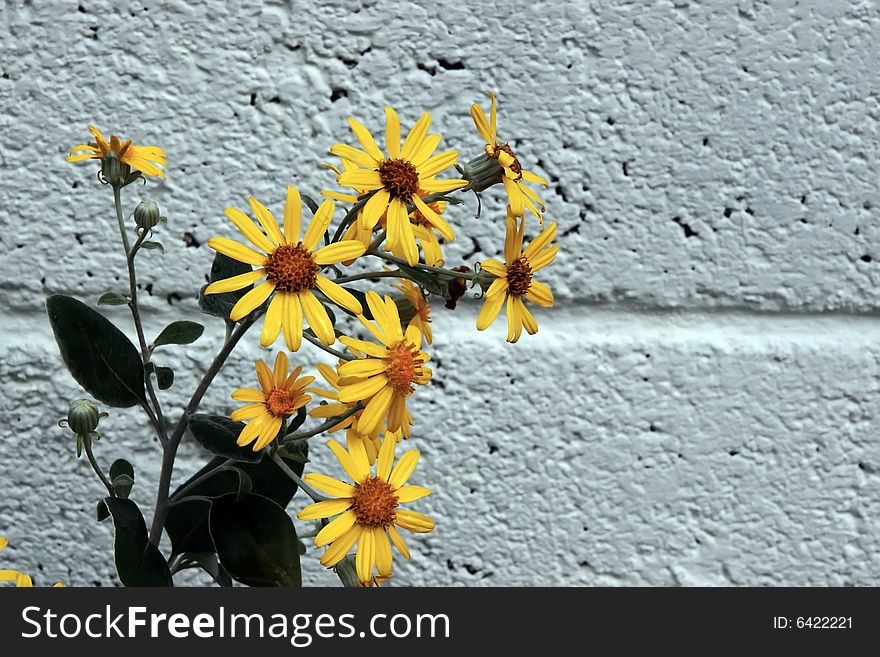 A beautiful background of large wild yellow flowers in full bloom against a wall. A beautiful background of large wild yellow flowers in full bloom against a wall