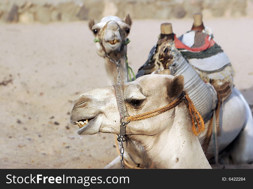 Pair of camel in sahara desert, egypt