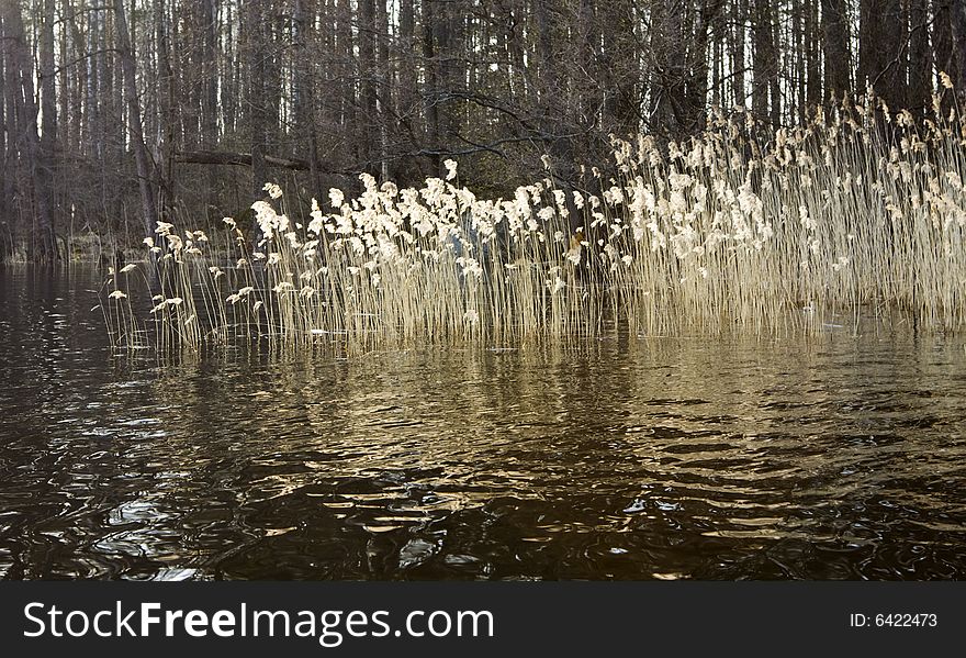 Reed and wooded island on lake on bright sunbeam in spring, Karelia, Russia