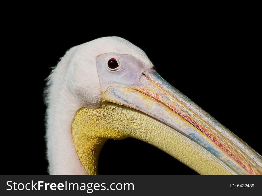 A closeup of a pelican