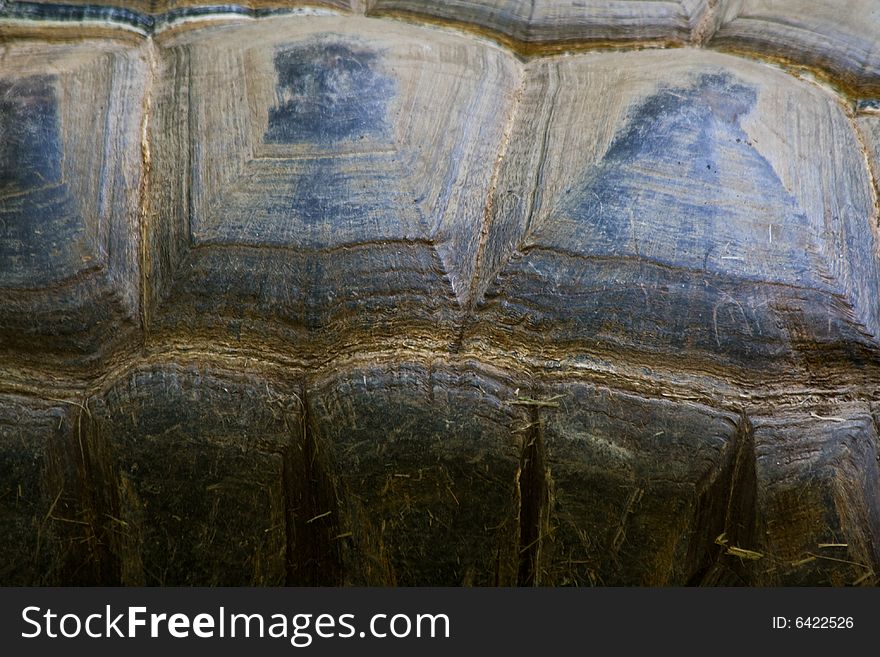 Turtle Texture