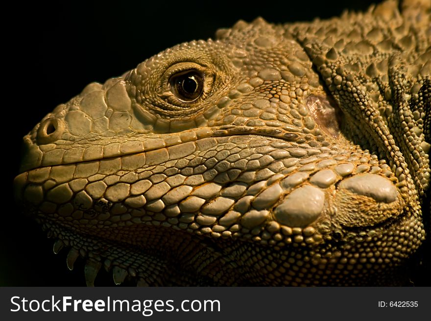 Close up portrait of an iguana