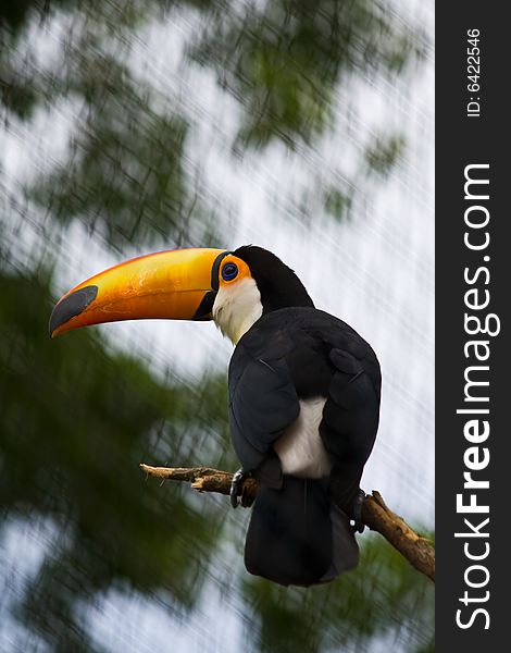 Toucan