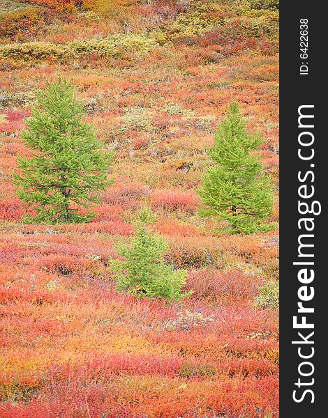 Larches In Autumnal Mountain Tundra